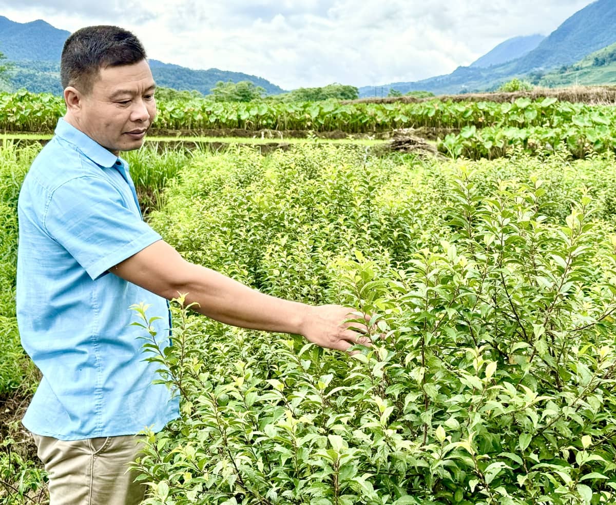 Sẵn sàng thị trường hoa phục vụ Tết Nguyên đán Ất Tỵ